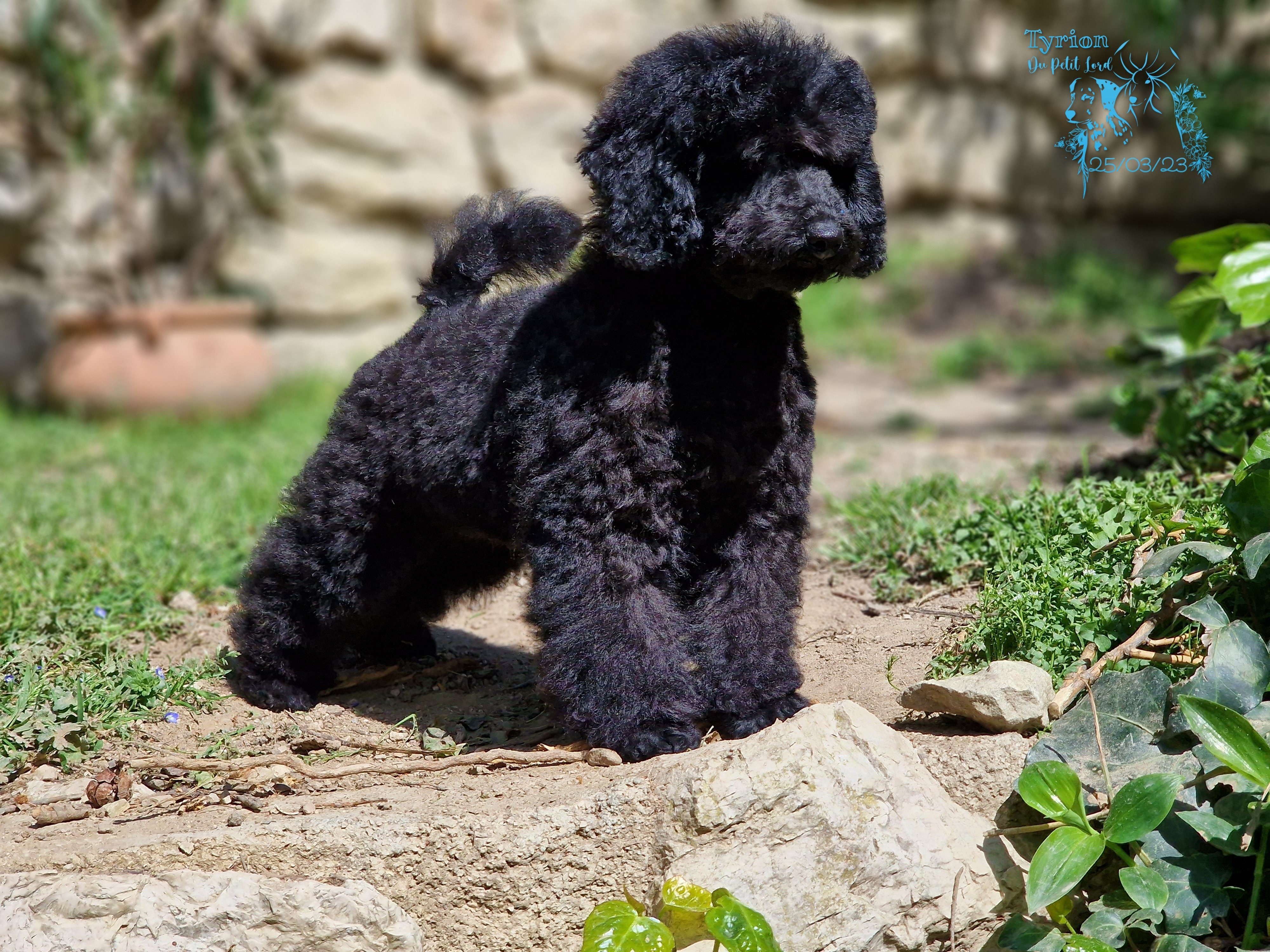 Tyrion - le 25.03.23