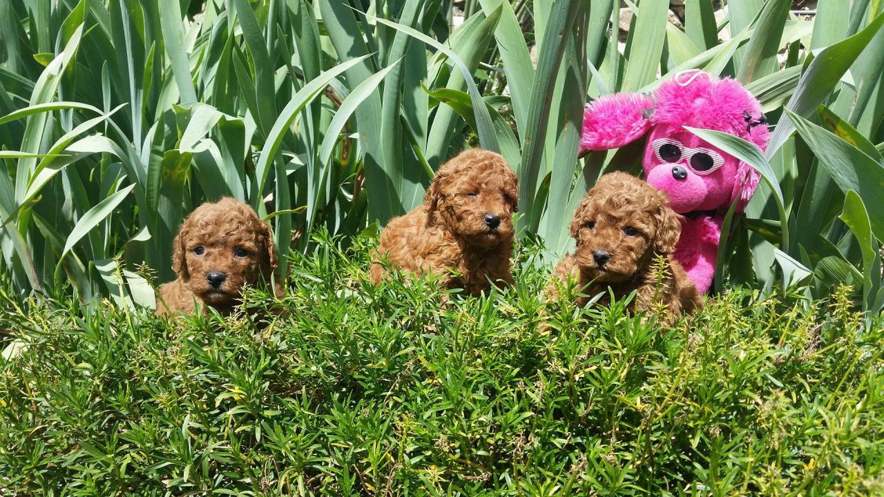 Bébés femelles Inca - photo prise le 28.04.16