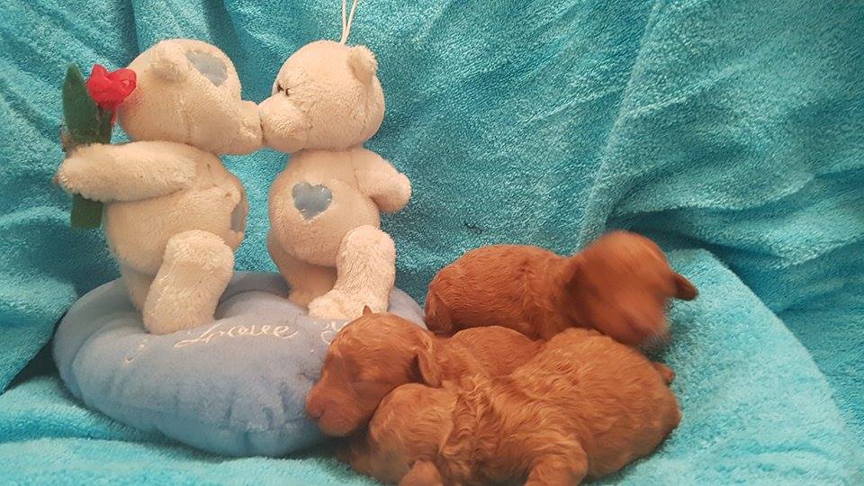 bébés mâles portée Hanika - photo prise le 17.03.17