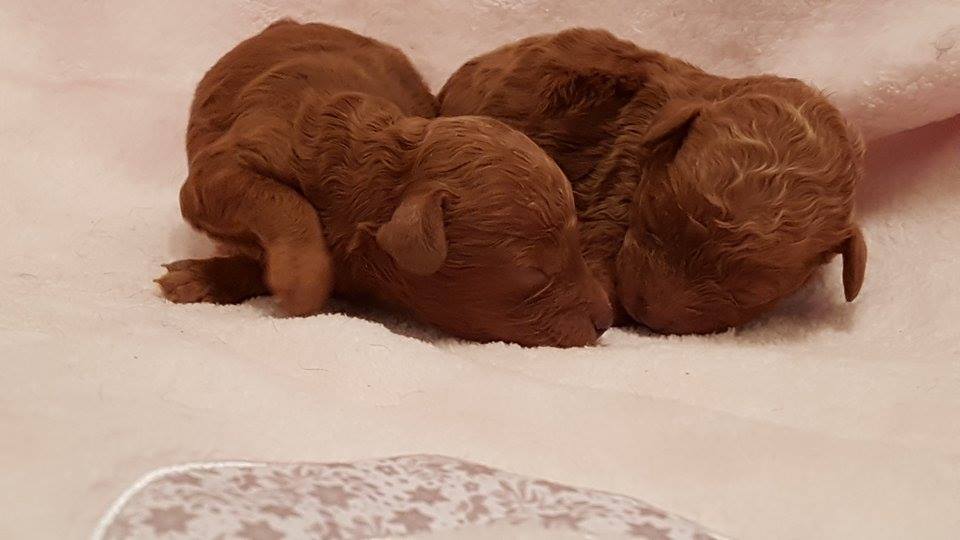 bébés femelles portée Hanika - photo prise le 17.03.17