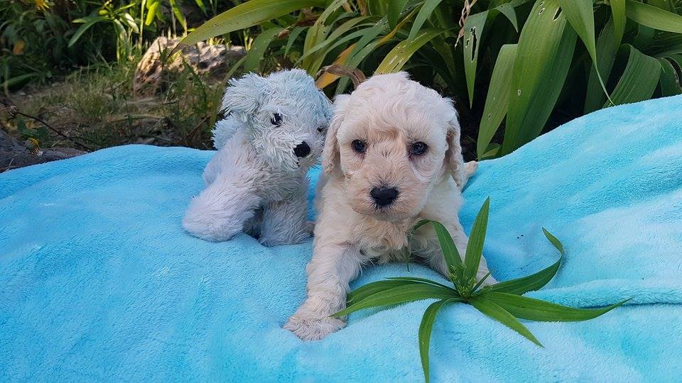 Mâle peluche - photo prise le 14.05.17