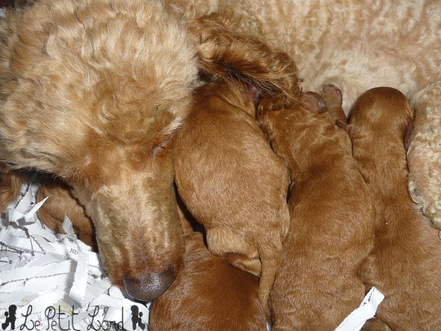 Bébés abricots