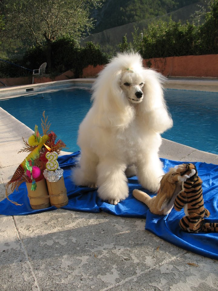Dream (famille Boucly)