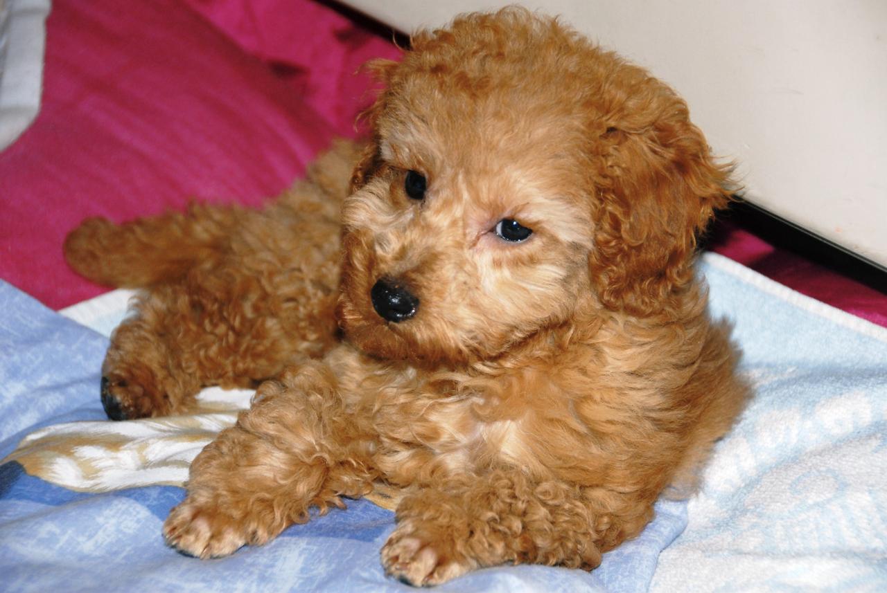 Fibie (famille Viennet)