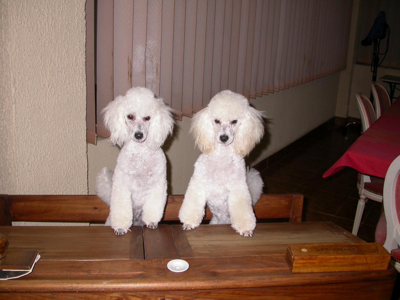 Flower & Fabio (famille Signoret)