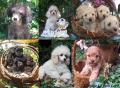 Photos de nos chiots