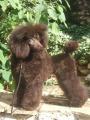 Brown Sugar Du Petit Lord (toy)