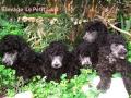 Chiots Gris - Disponibles