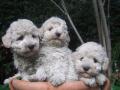 Chiots Blancs - Disponibles
