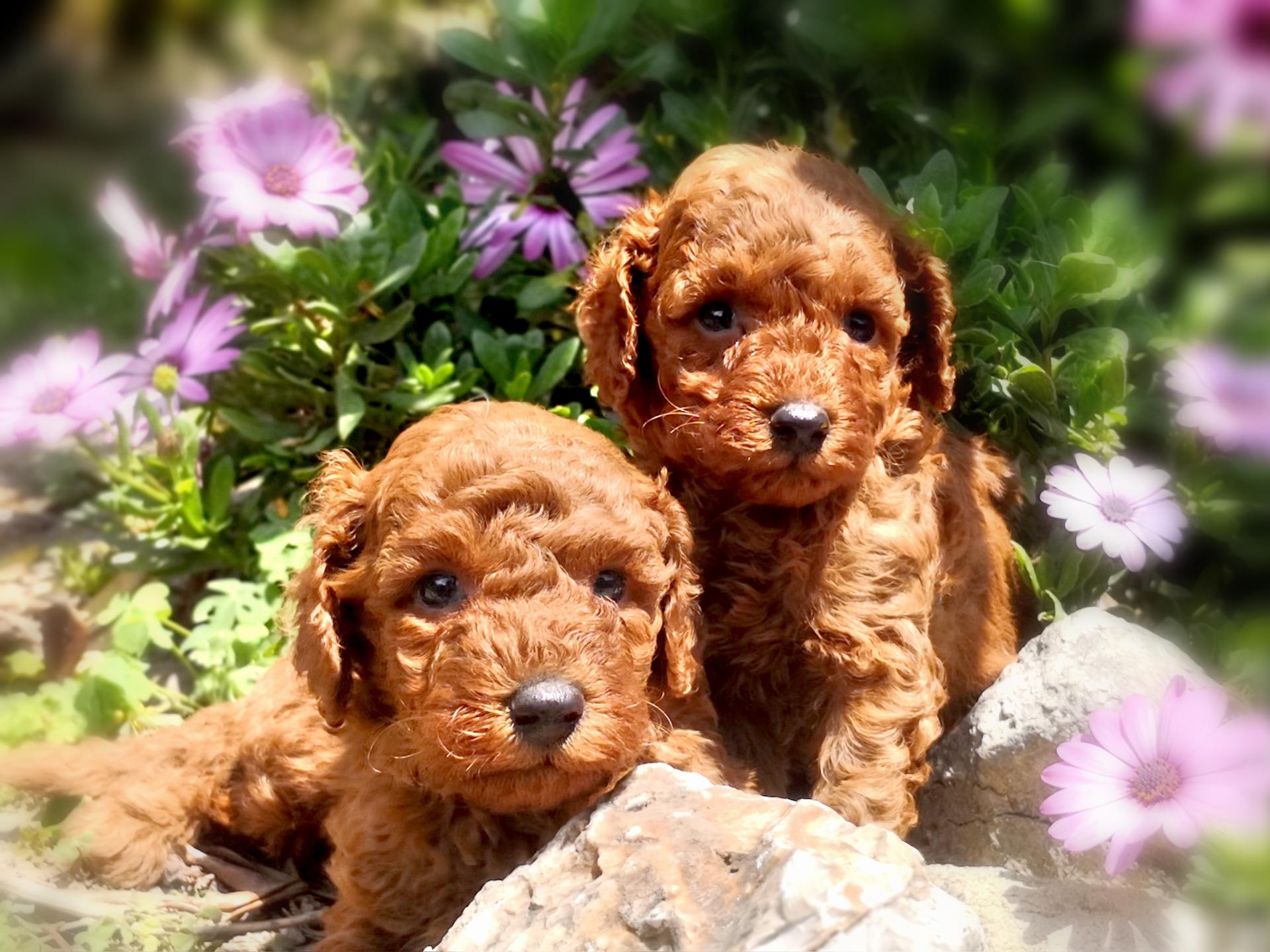 O'Connor et Orion - photo prise le 10.05.18