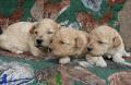 Nos chiots (de 0jours à 6semaines)