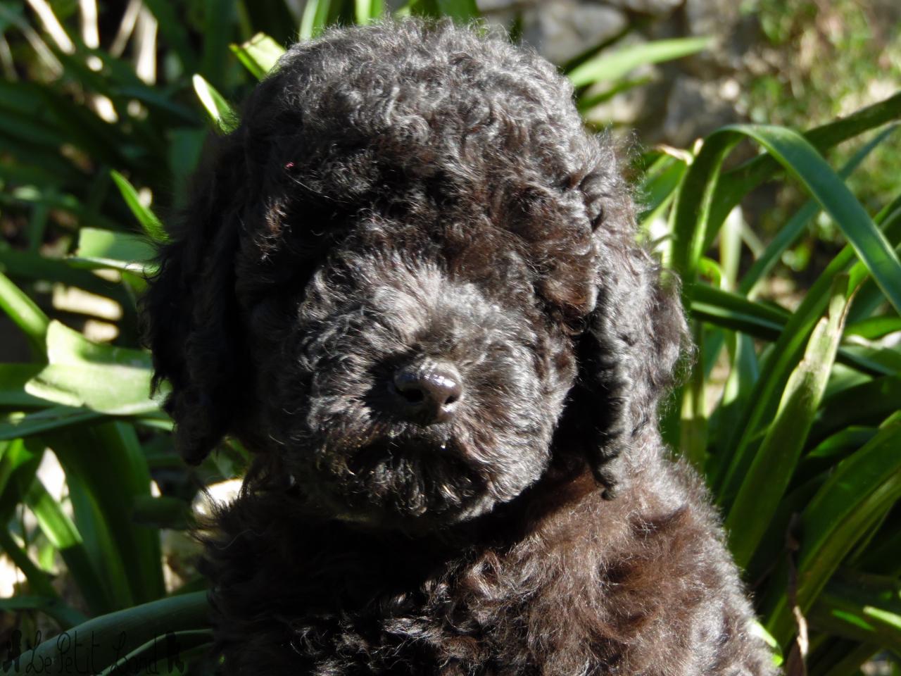 peluche rose - le 01.02.15