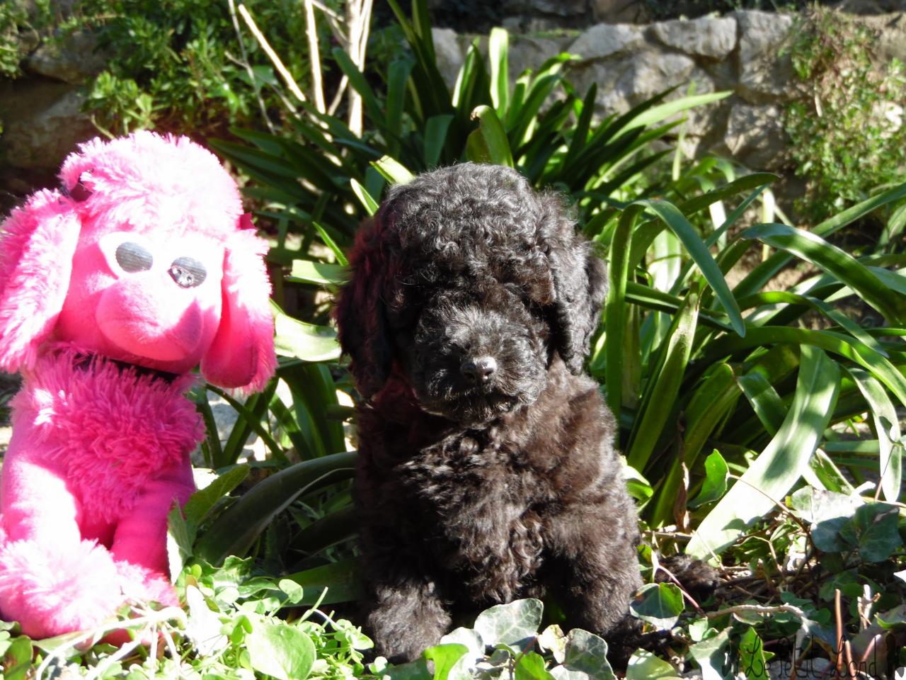 peluche rose - le 01.02.15