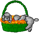 Caniche 4