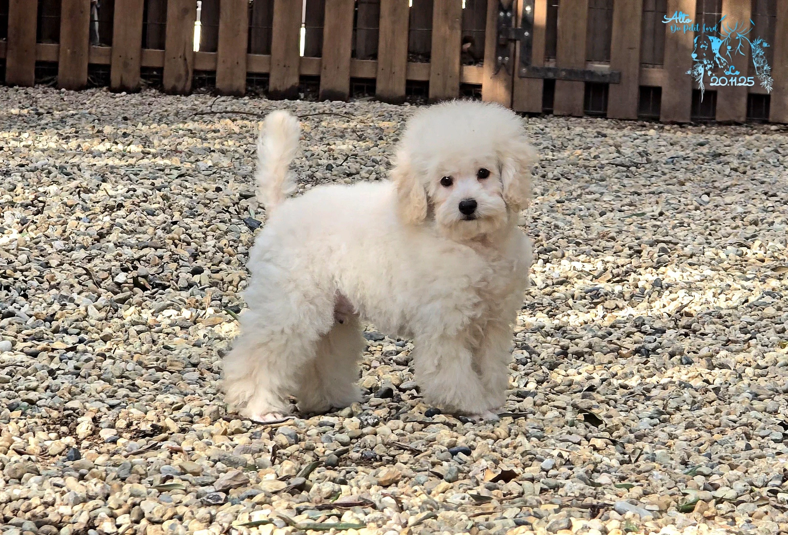 Alto - photo prise le 20.11.25