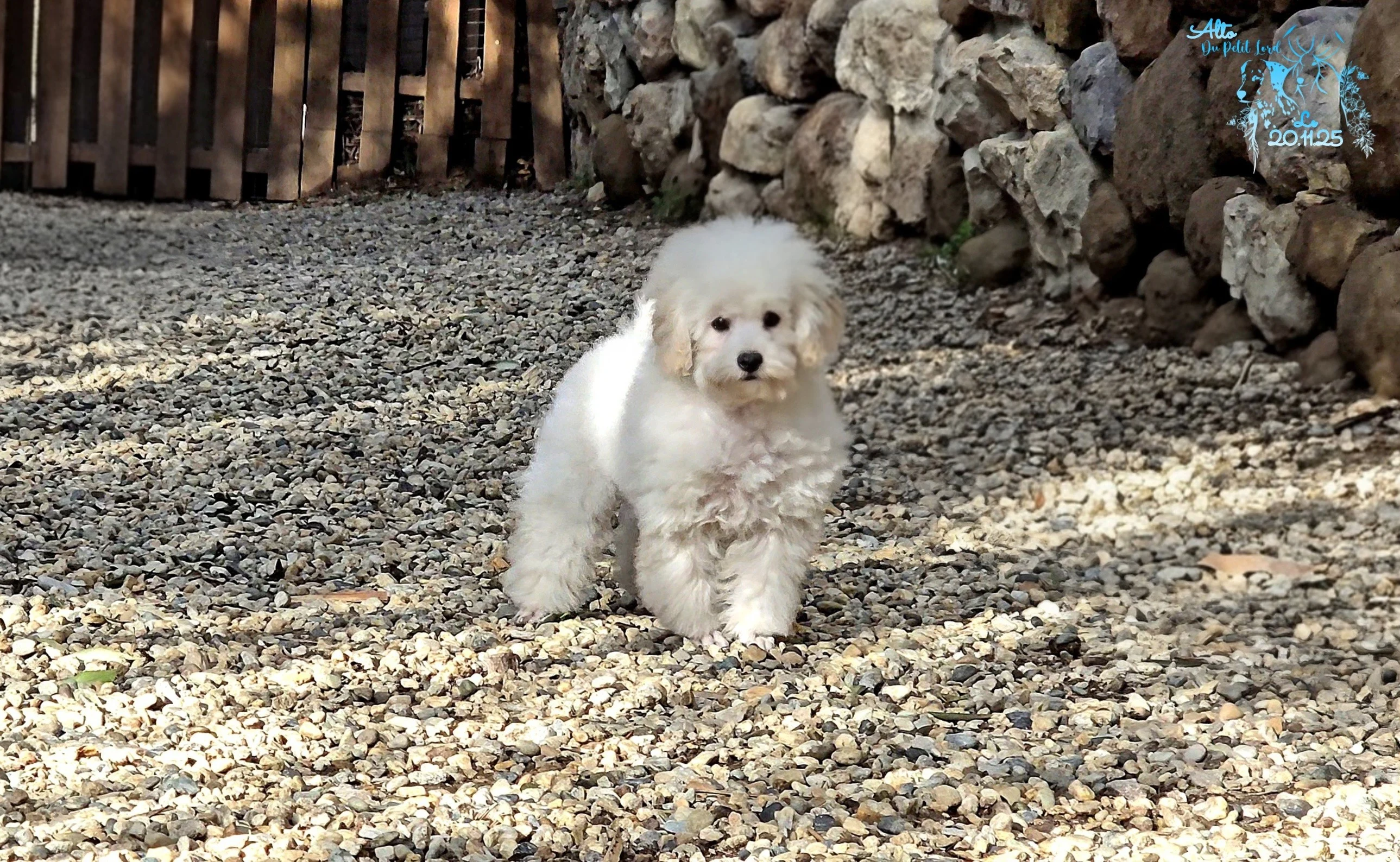 Alto - photo prise le 20.11.25