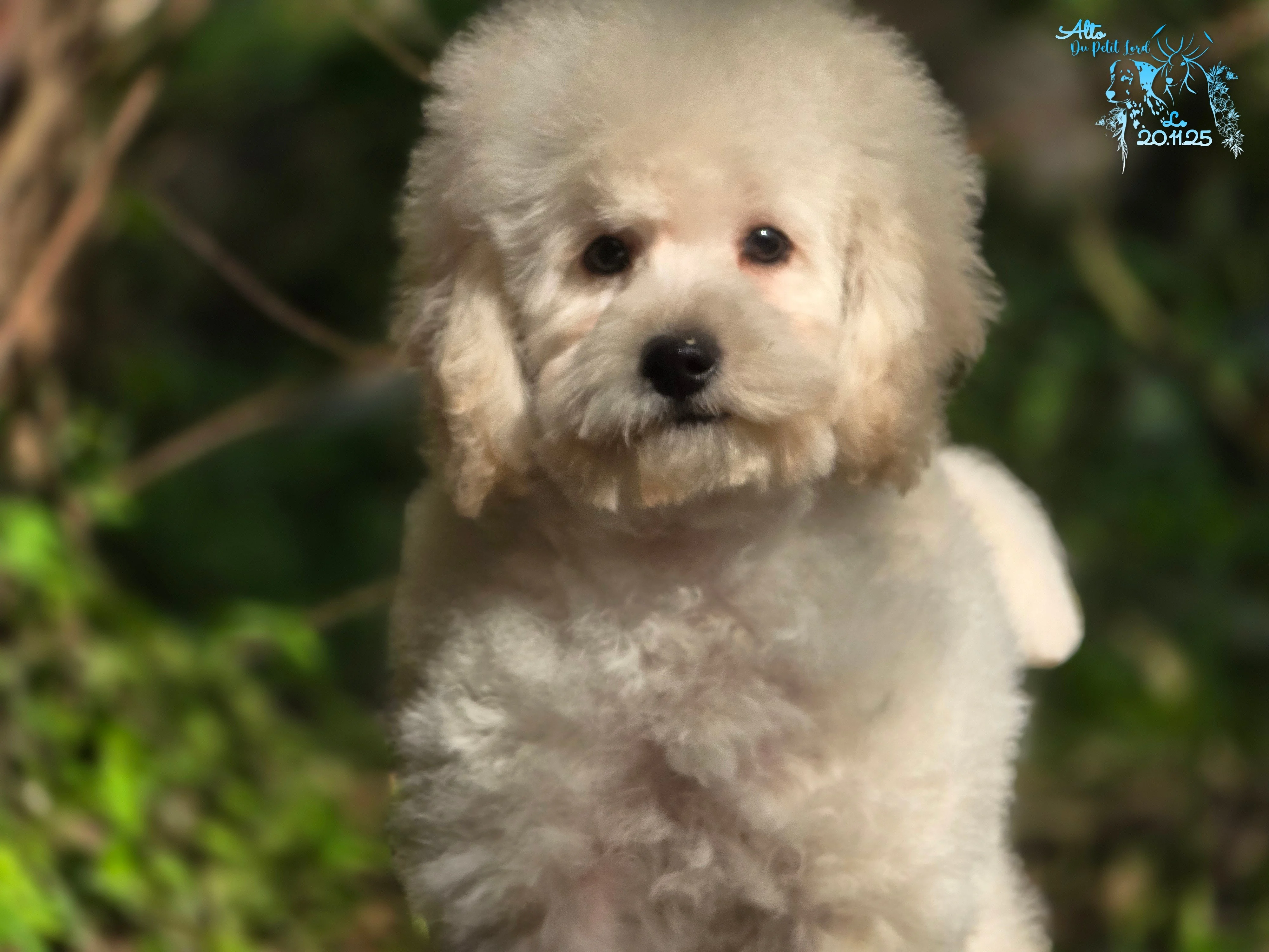 Alto - photo prise le 20.11.25