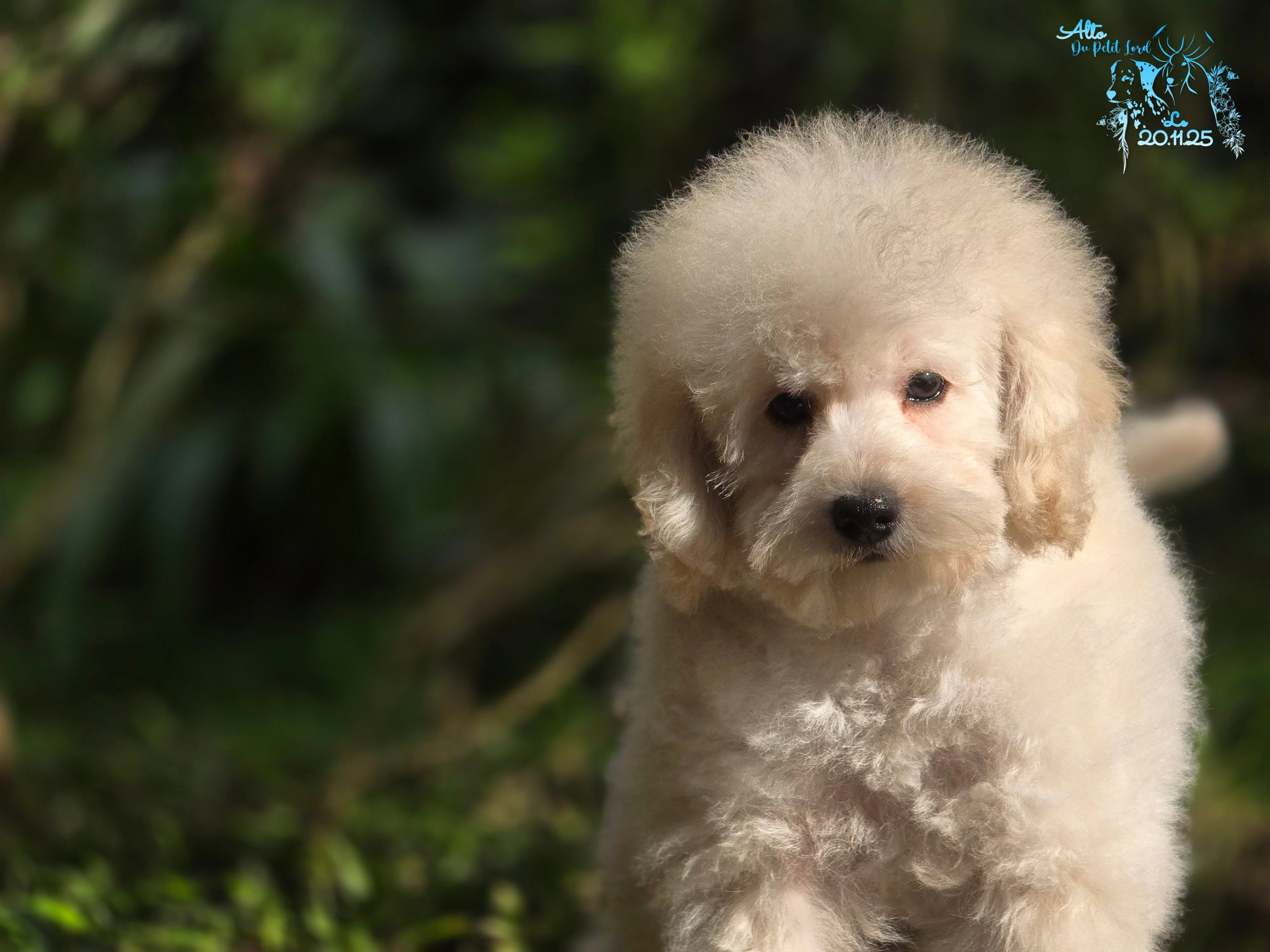 Alto - photo prise le 20.11.25