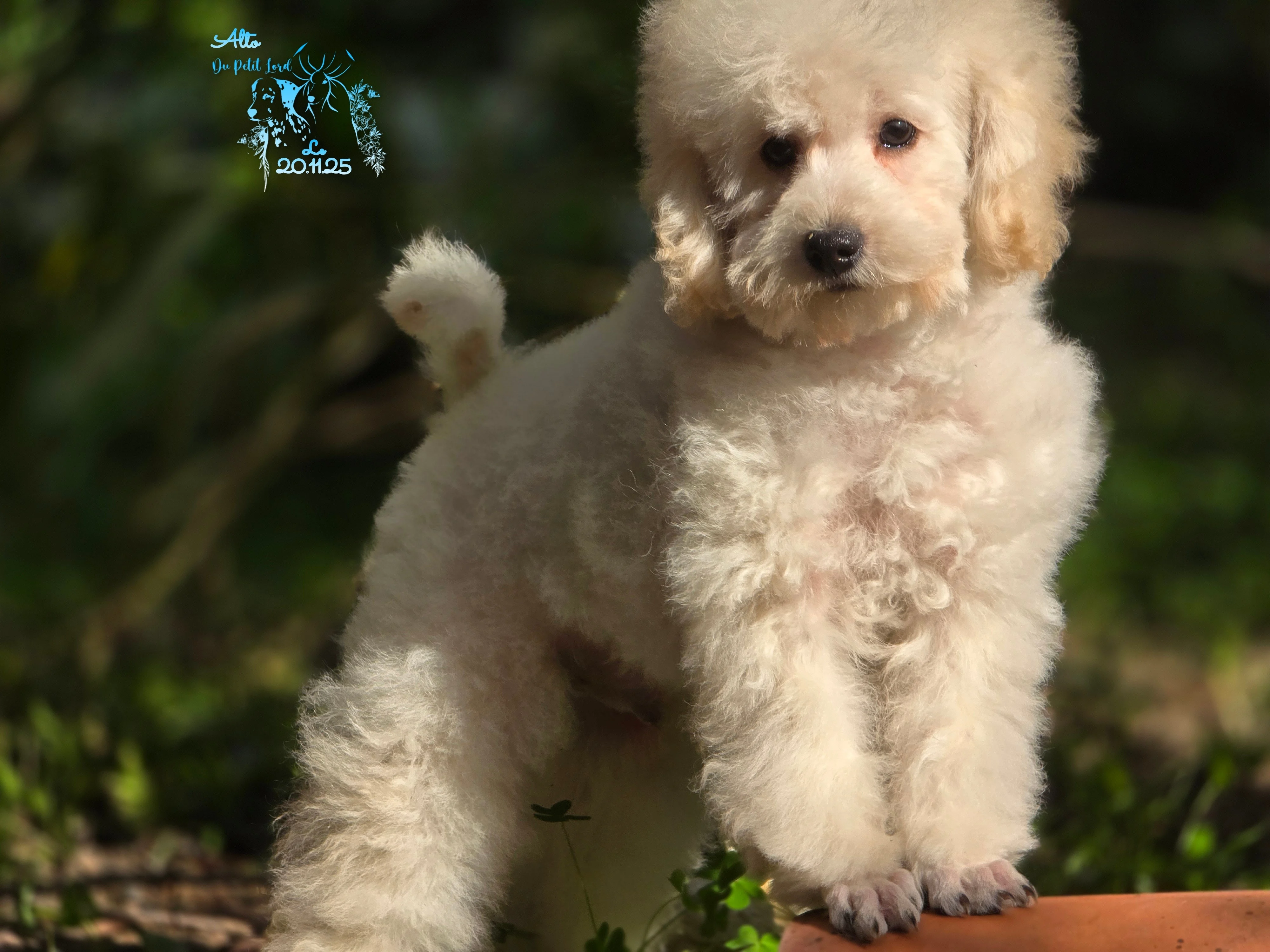 Alto - photo prise le 20.11.25