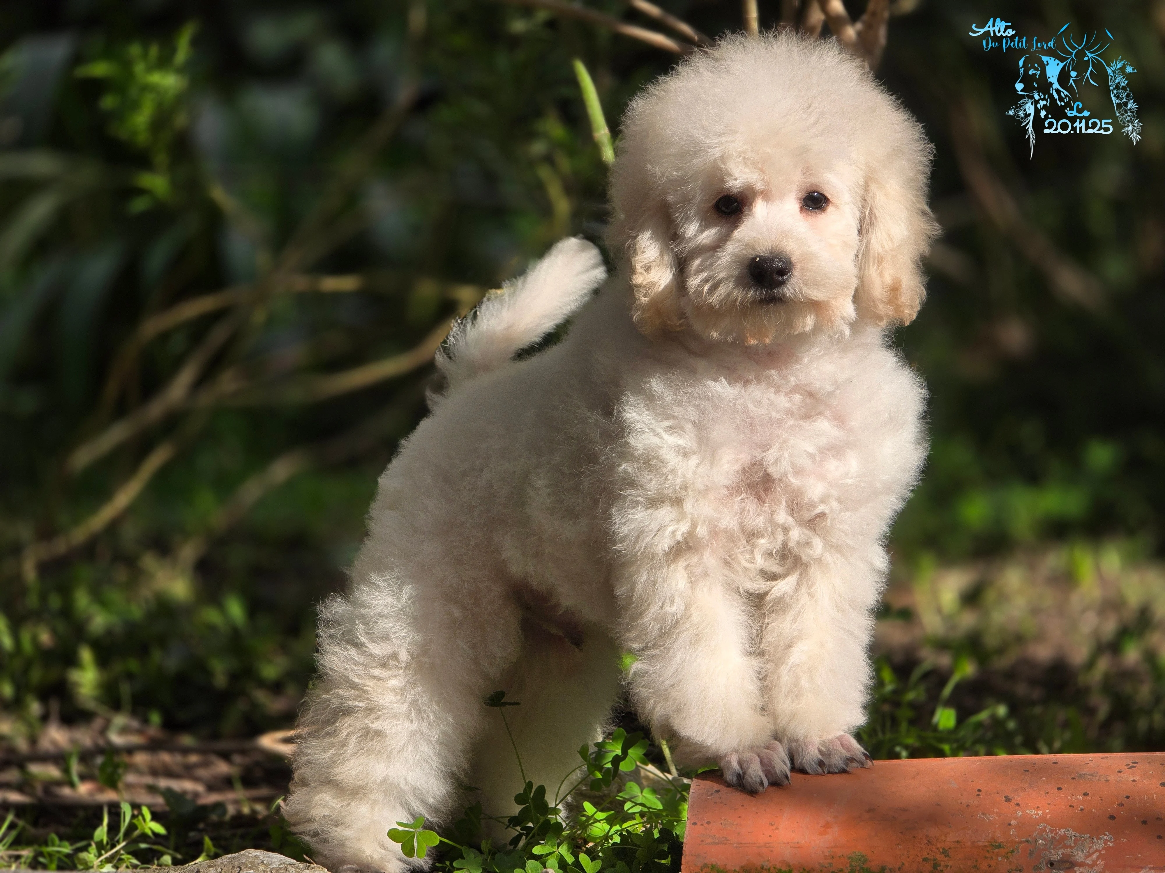 Alto - photo prise le 20.11.25