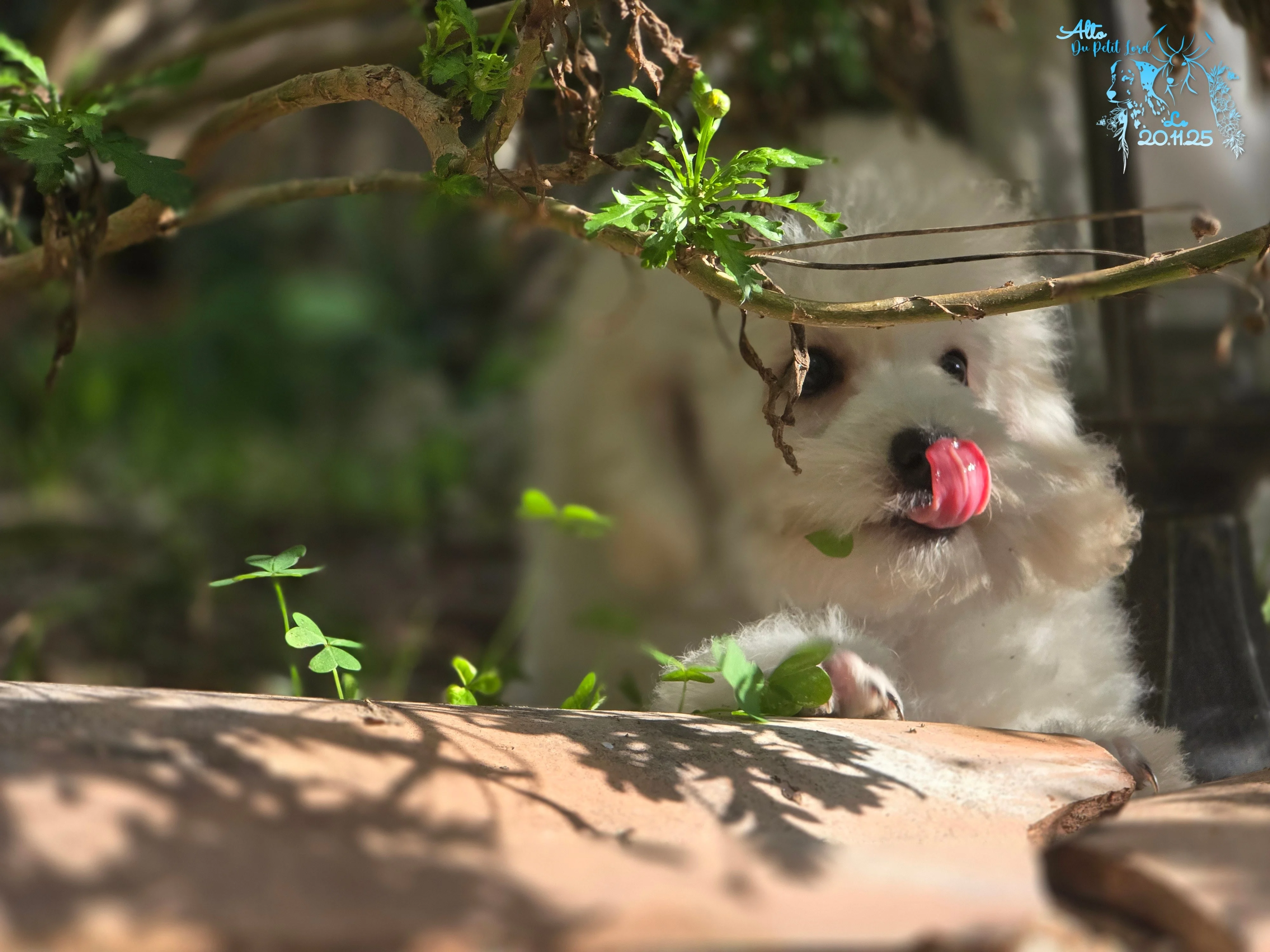 Alto - photo prise le 20.11.25