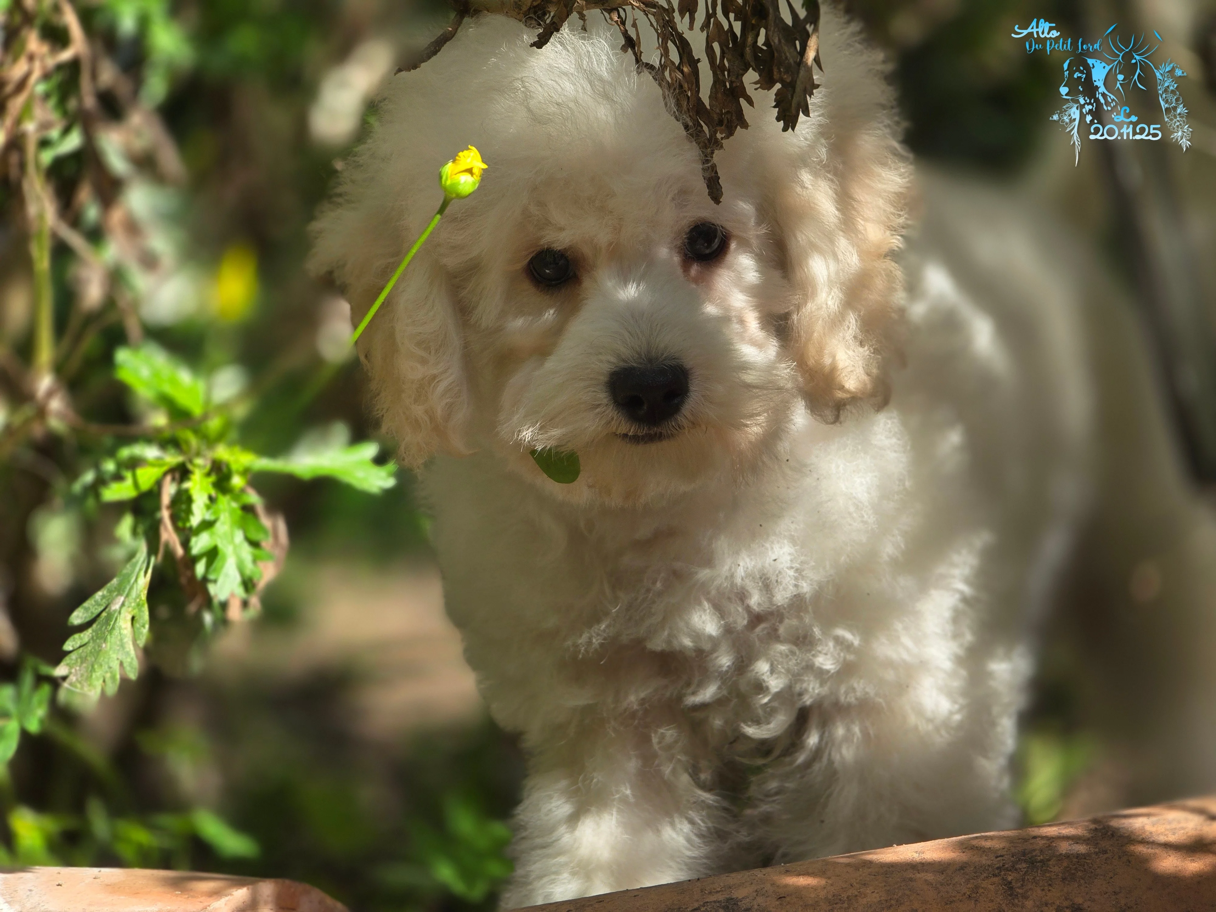 Alto - photo prise le 20.11.25