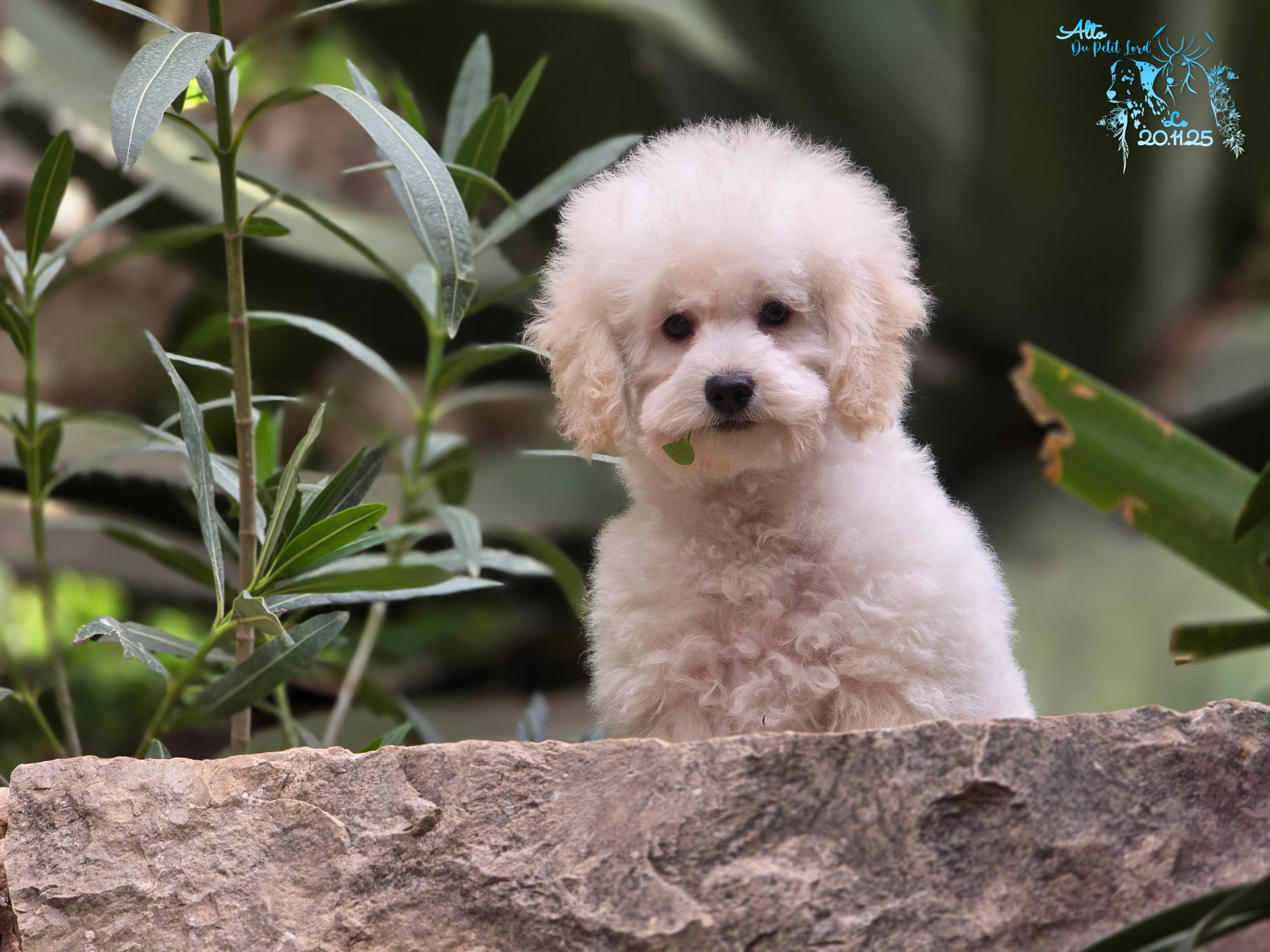 Alto - photo prise le 20.11.25