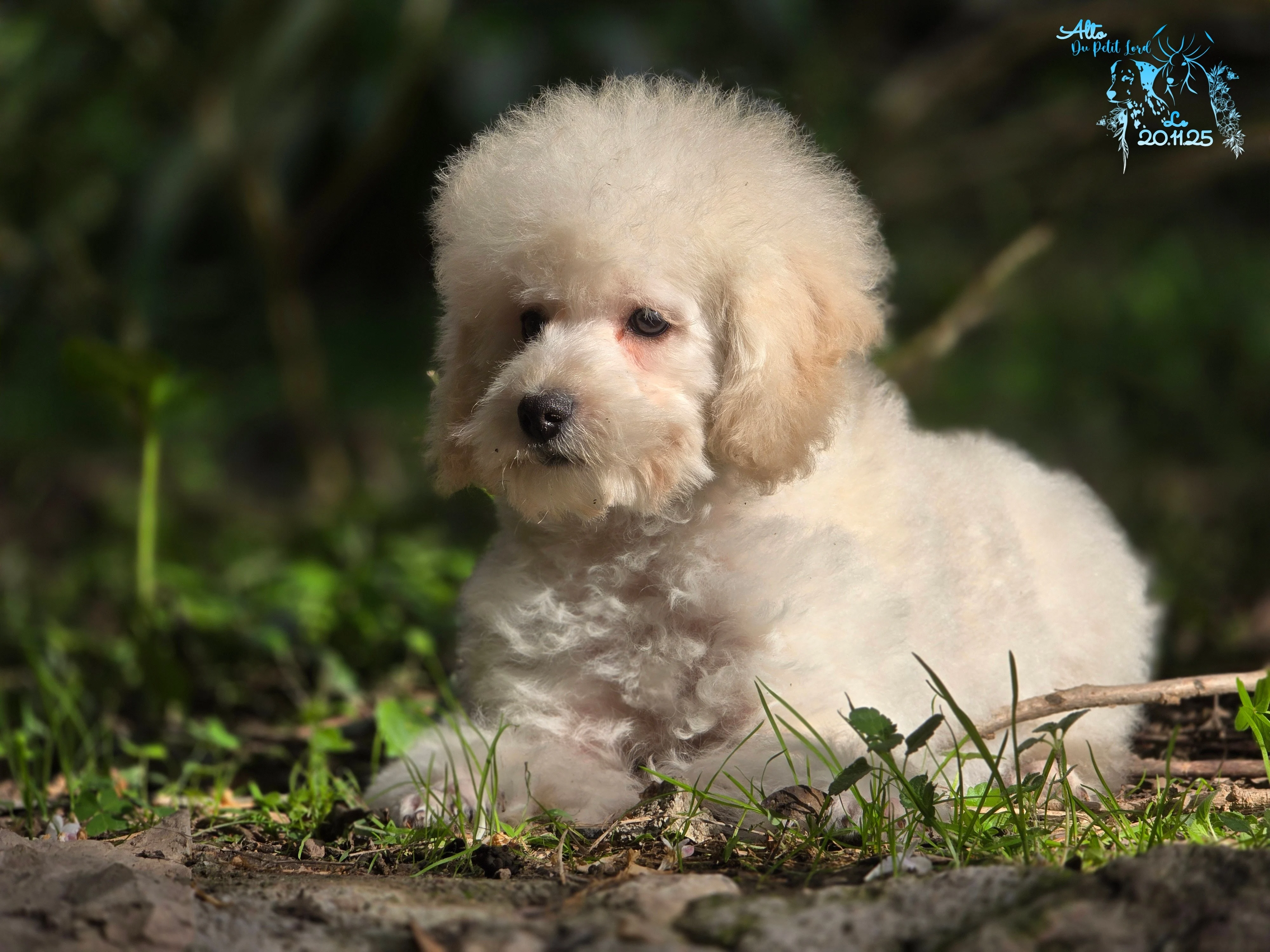 Alto - photo prise le 20.11.25