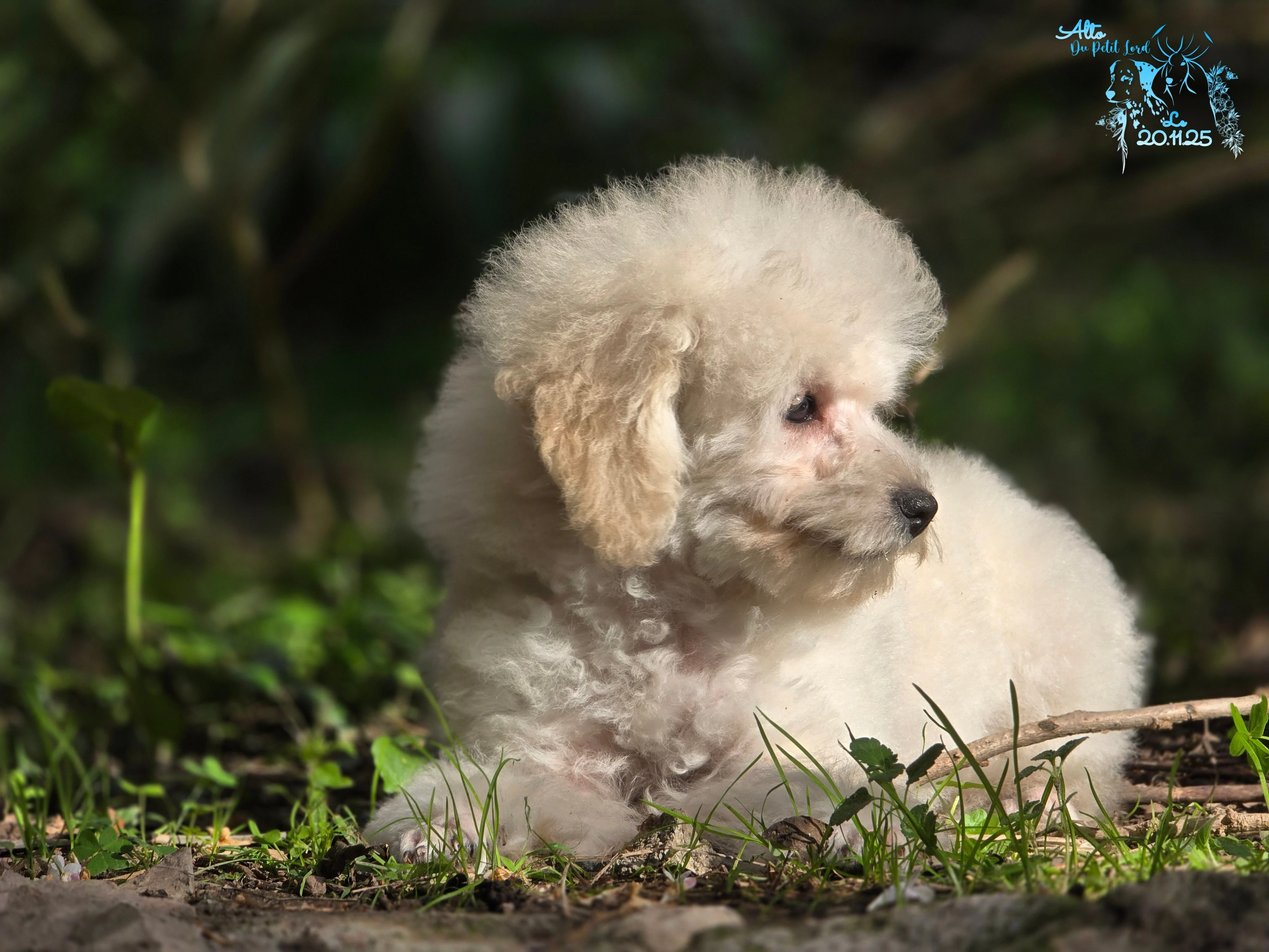 Alto - photo prise le 20.11.25