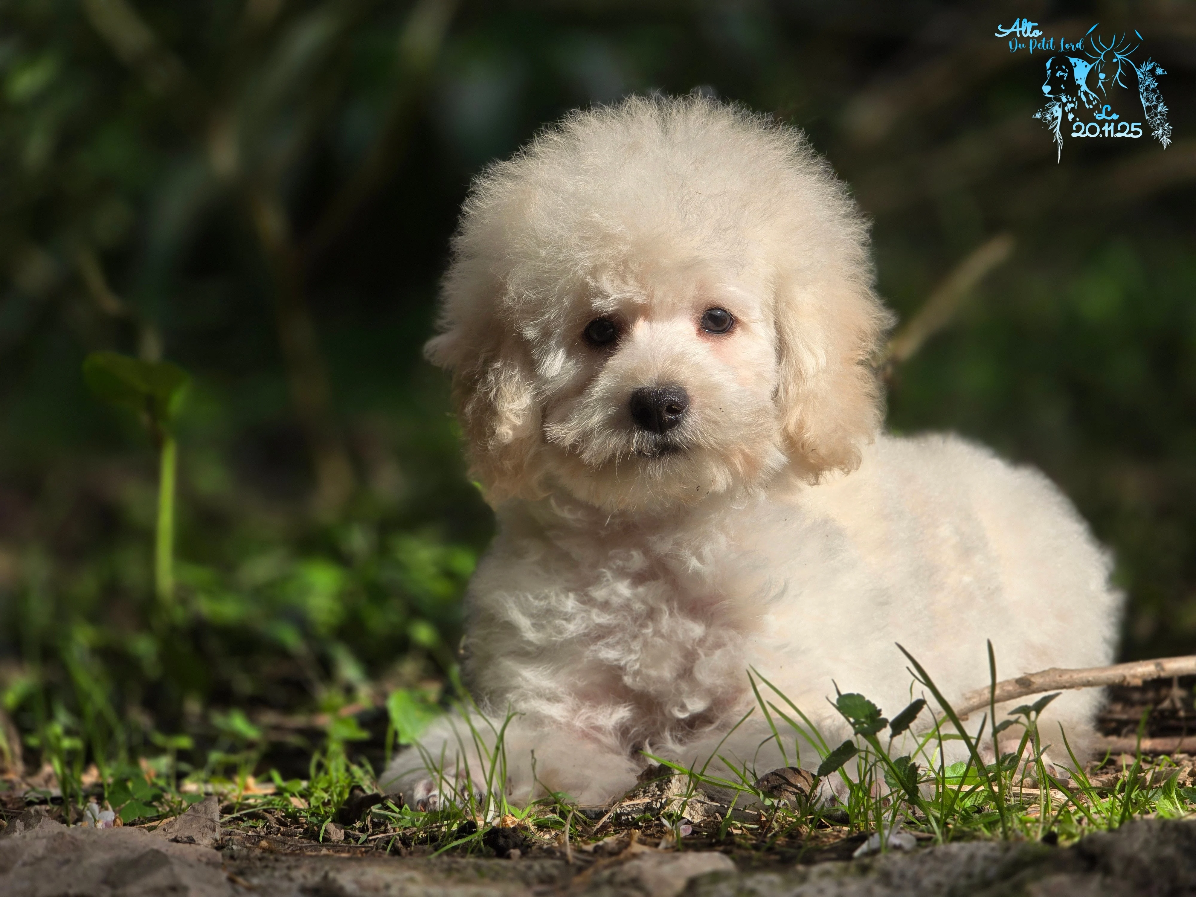 Alto - photo prise le 20.11.25