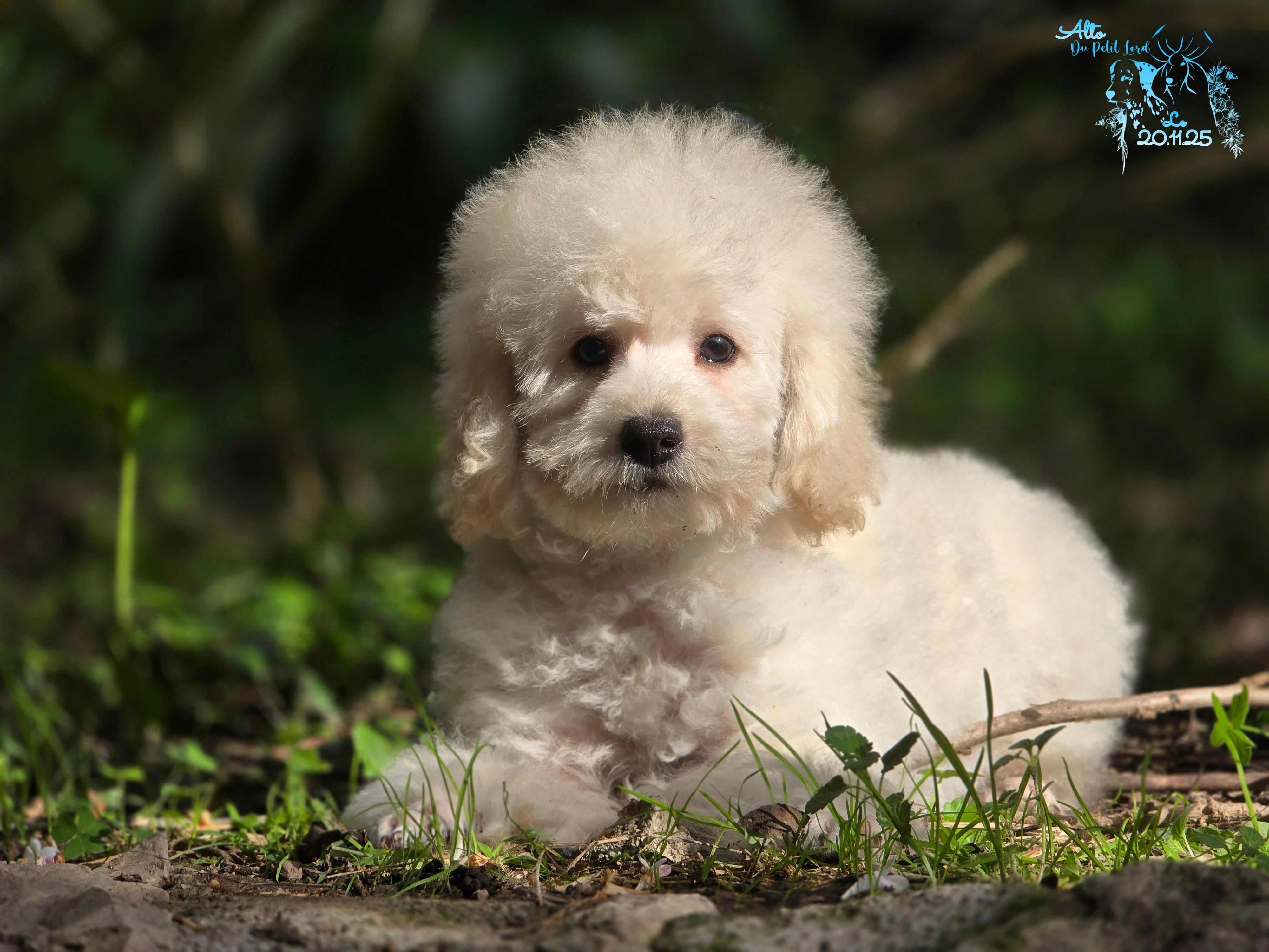 Alto - photo prise le 20.11.25