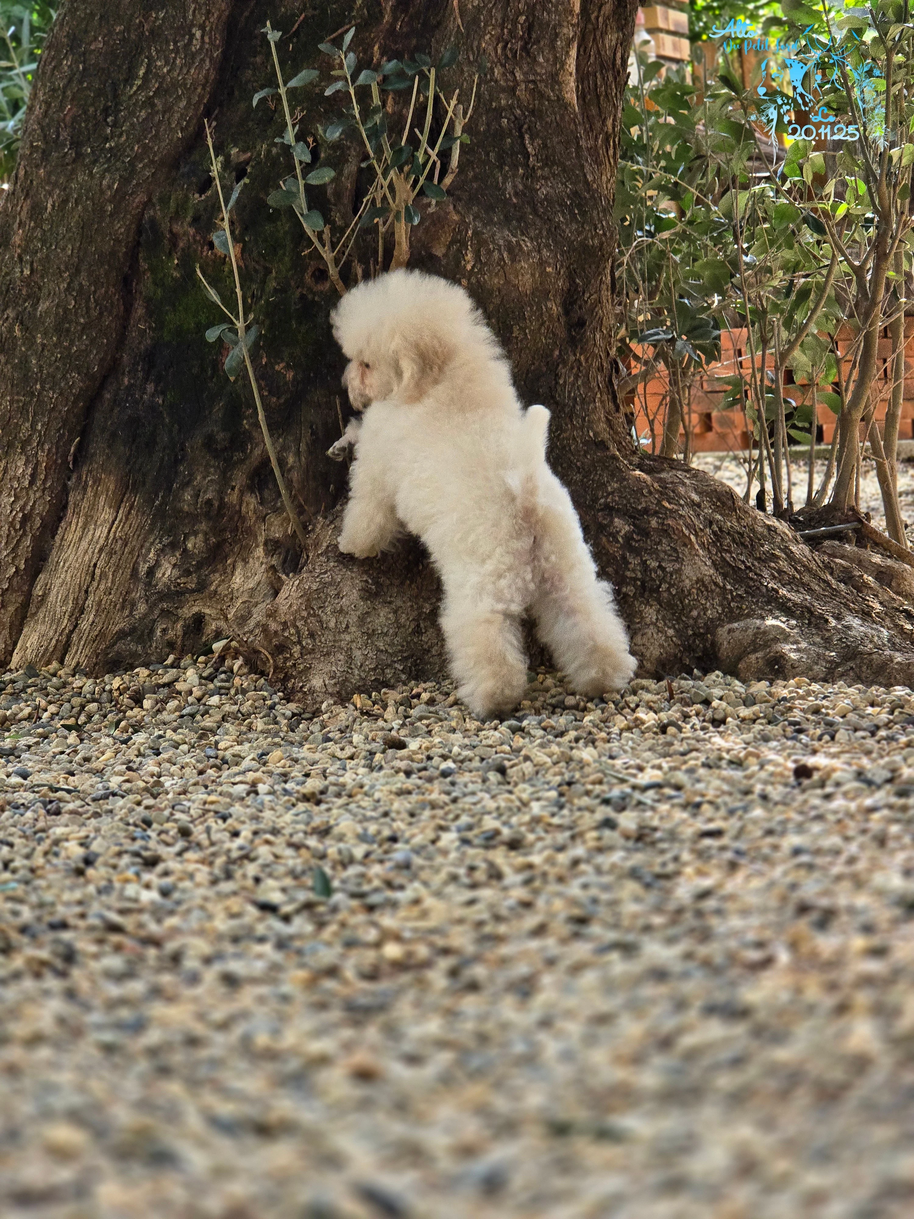 Alto - photo prise le 20.11.25