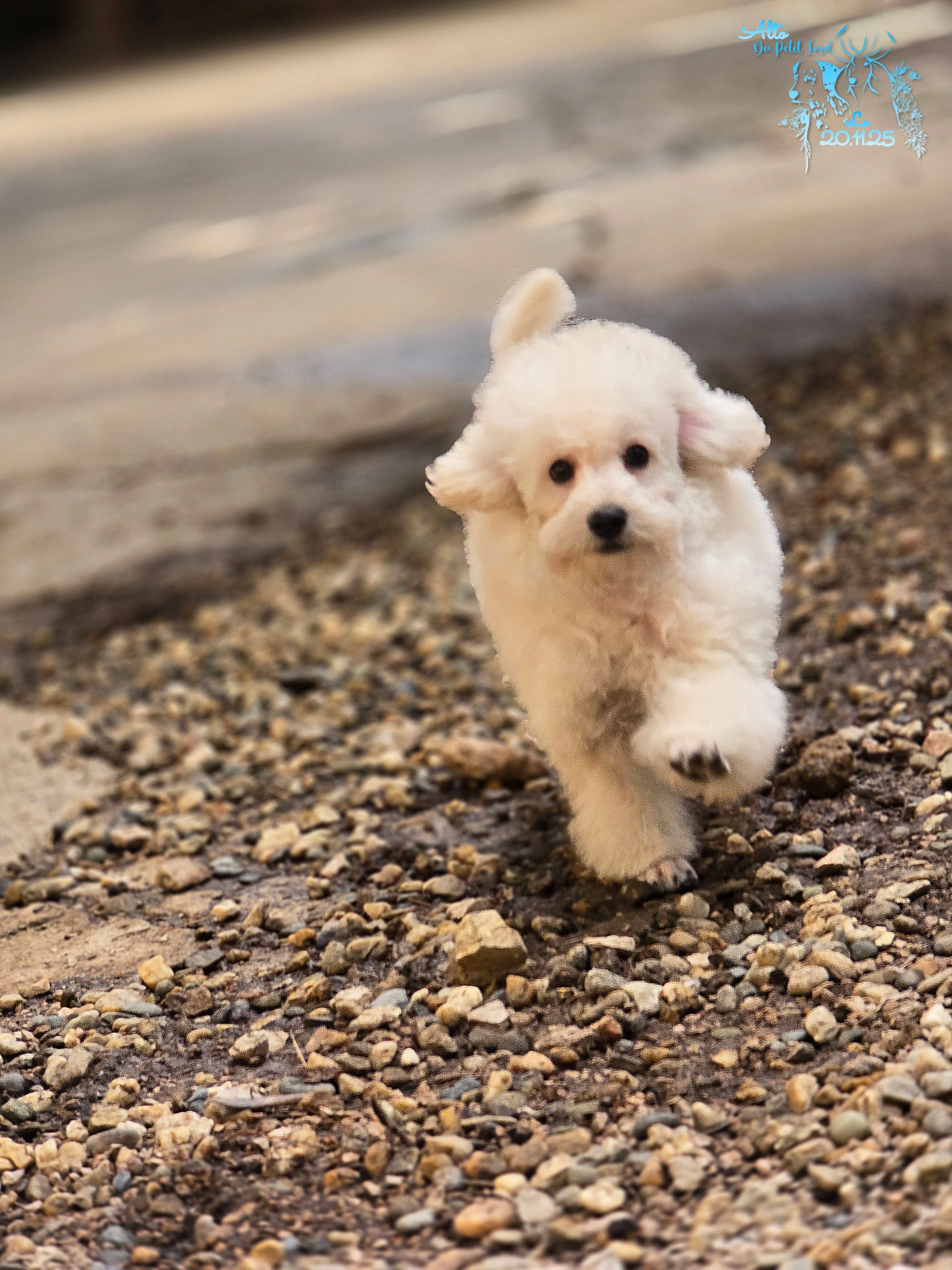 Alto - photo prise le 20.11.25