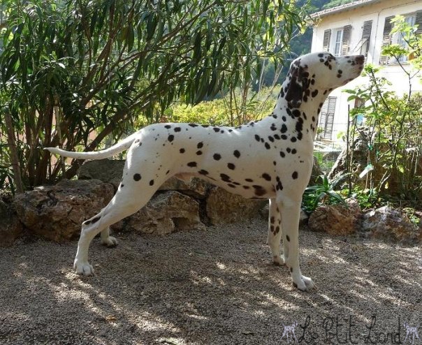 Chywen à la maison 2009