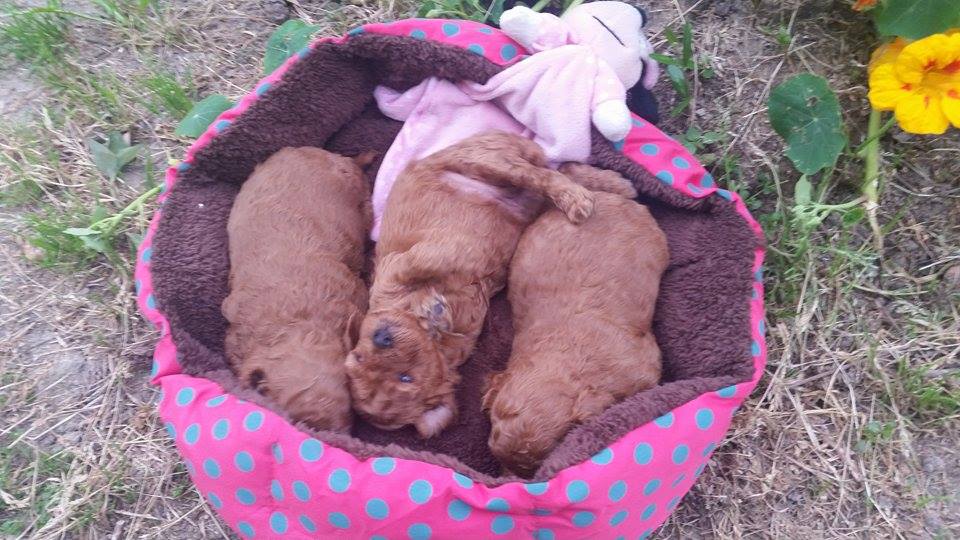 Bébés Inca femelles - photo prise le 17.04.16