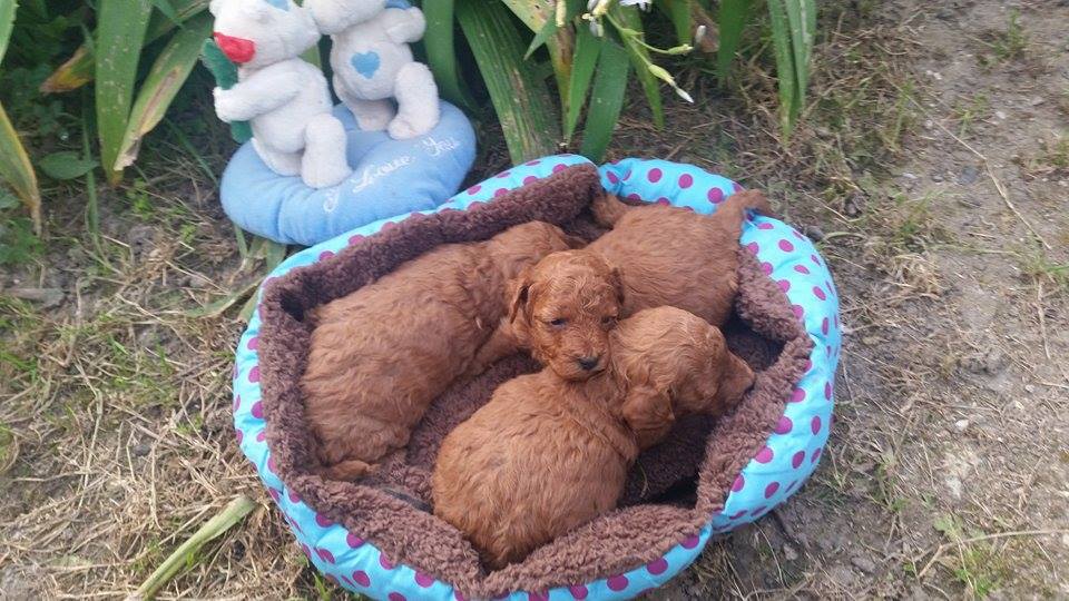 Bébés Inca mâles - photo prise le 17.04.16