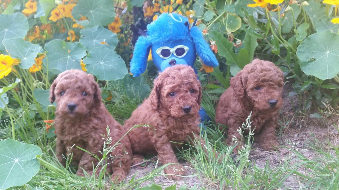 Bébés mâles Inca - photo prise le 28.04.16