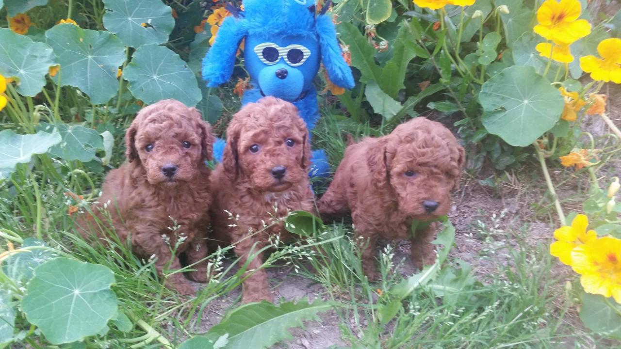 Bébés mâles Inca - photo prise le 28.04.16