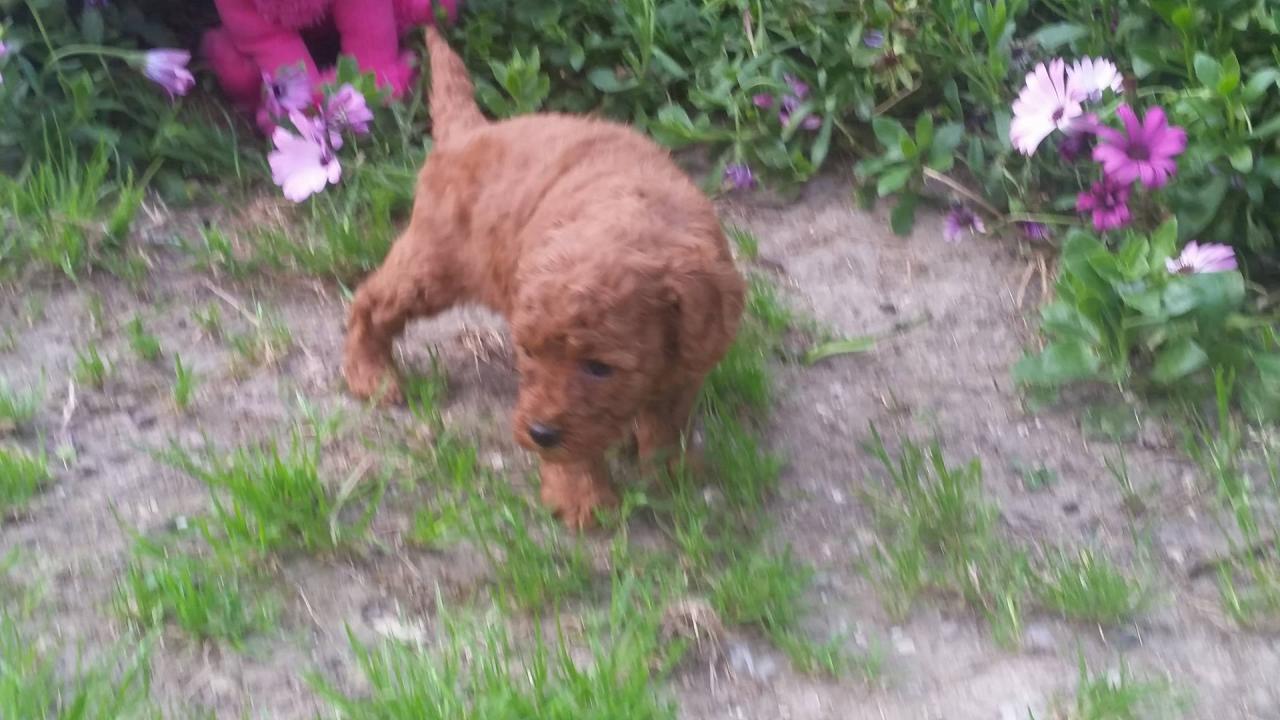 Bébés femelles Inca - photo prise le 28.04.16