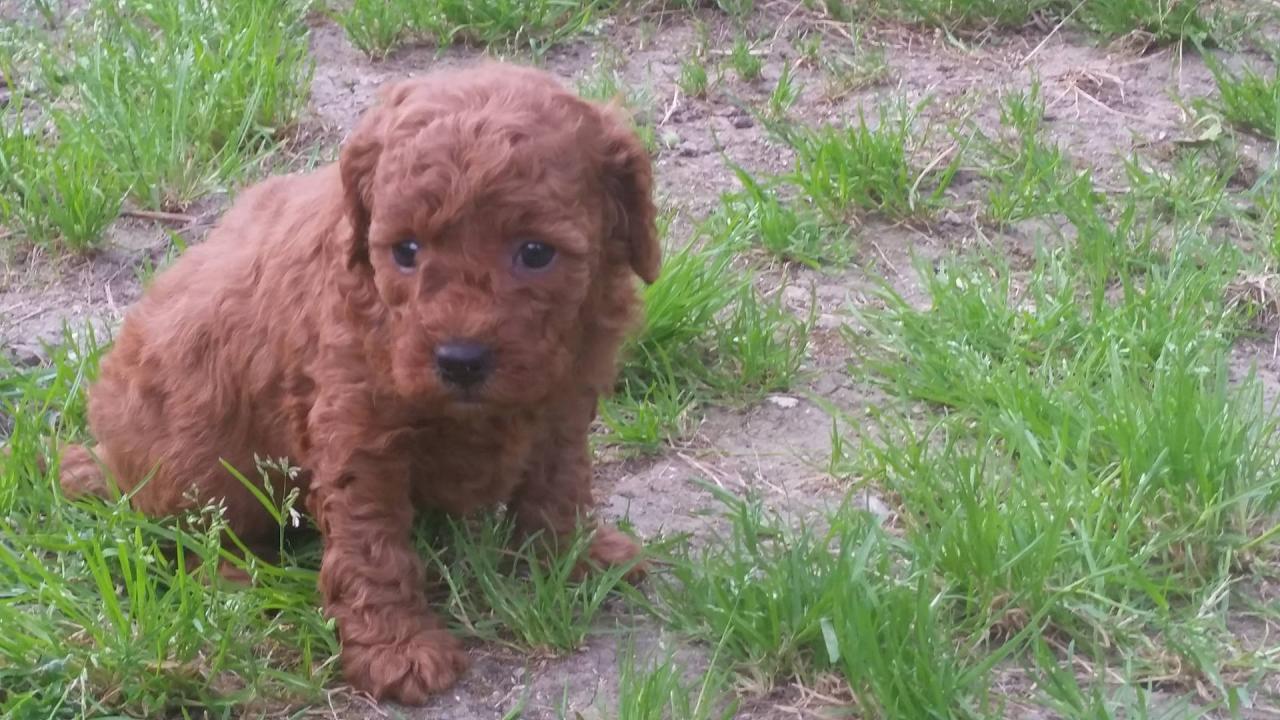 Bébés femelles Inca - photo prise le 28.04.16