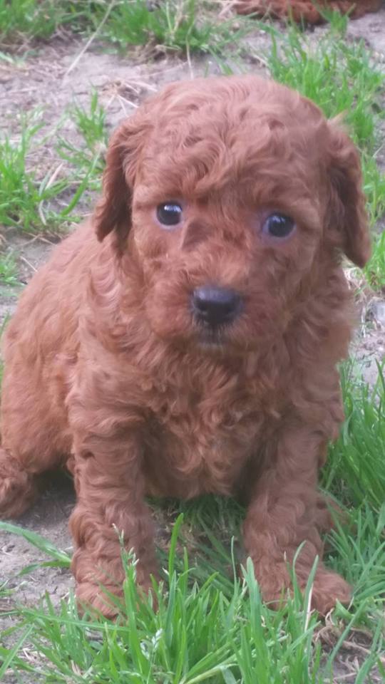 Bébés femelles Inca - photo prise le 28.04.16