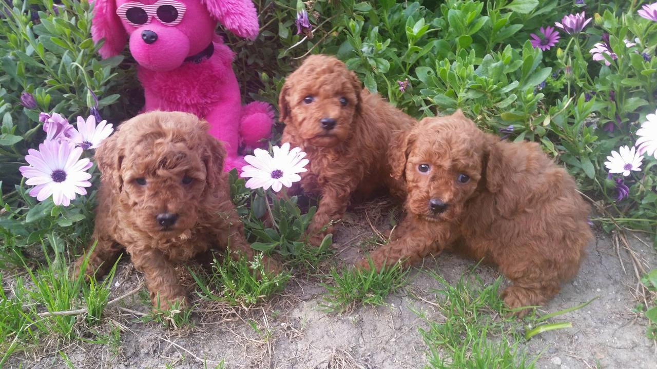 Bébés femelles Inca - photo prise le 28.04.16