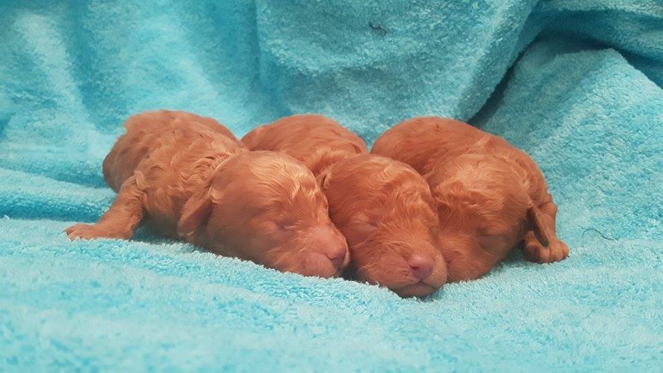 bébés mâles portée Hanika - photo prise le 17.03.17