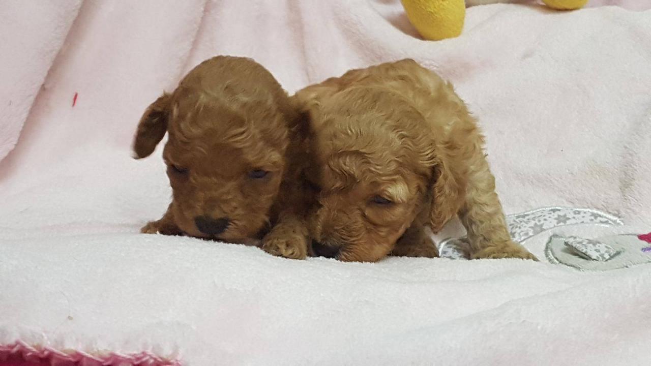 Bébés femelles portée Hermione - photo prise le 14.06.17