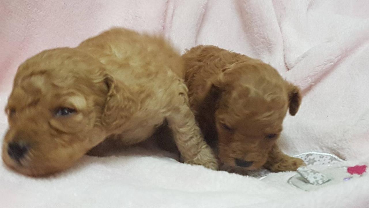 Bébés femelles portée Hermione - photo prise le 14.06.17