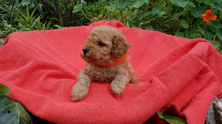 femelle collier orange - photo prise le 26.06.17