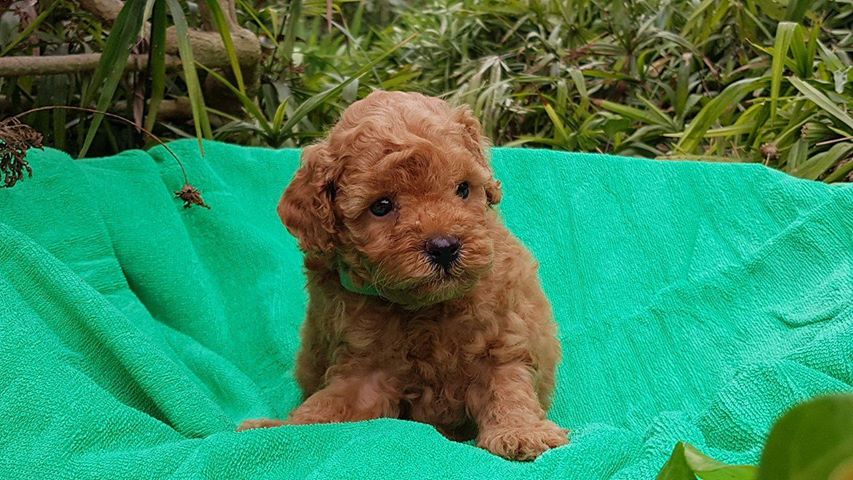 mâle collier vert - photo prise le 26.06.17