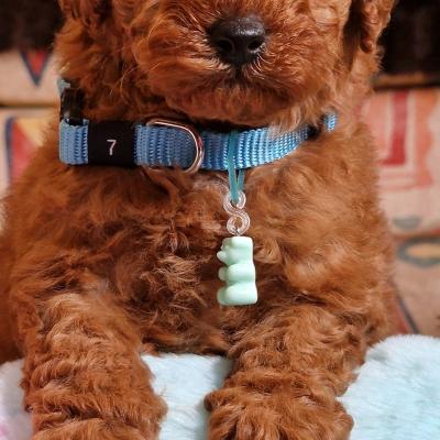 mâle collier bleu - photo prise le 25.04.24