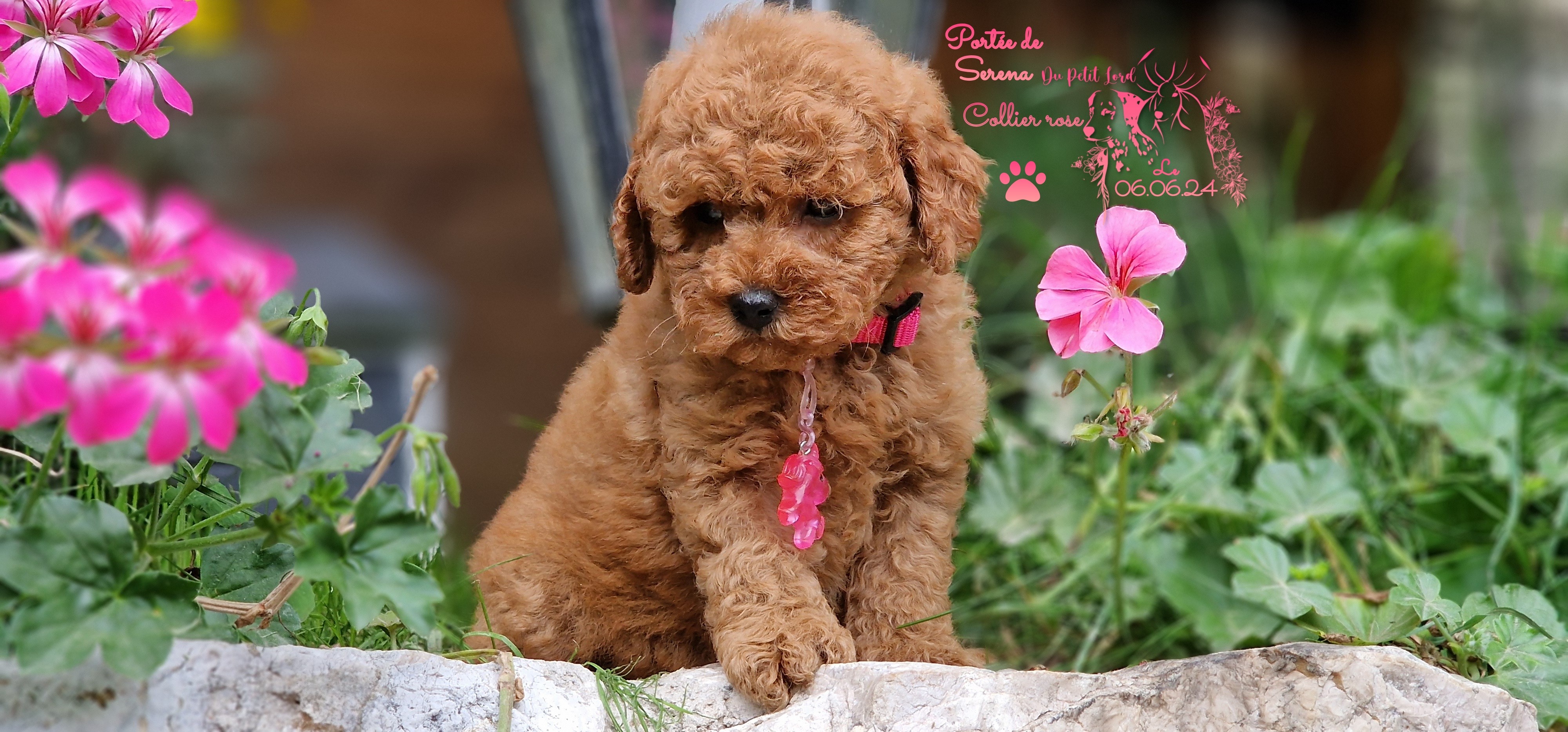 femelle collier rose - photo prise le 06.06.24