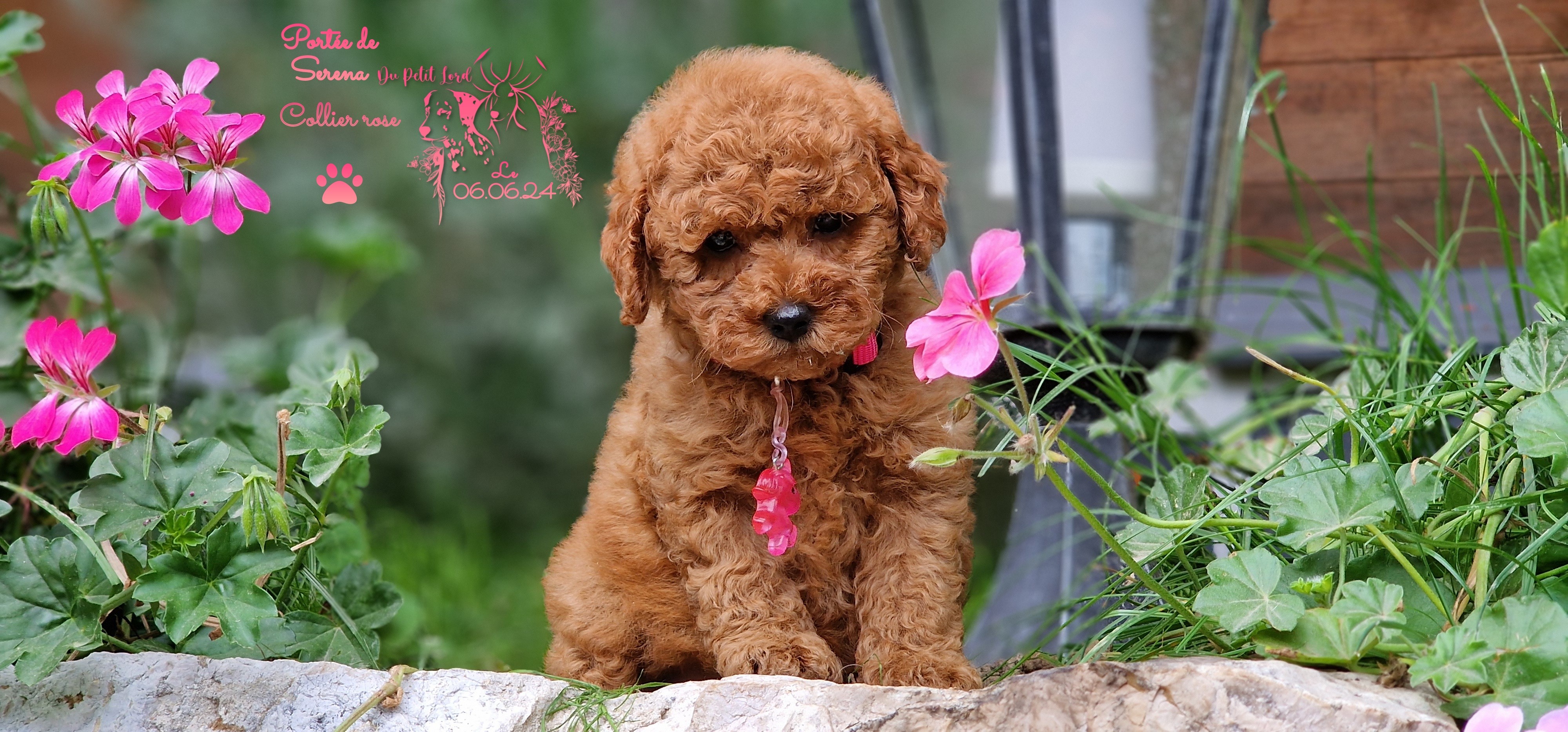 femelle collier rose - photo prise le 06.06.24